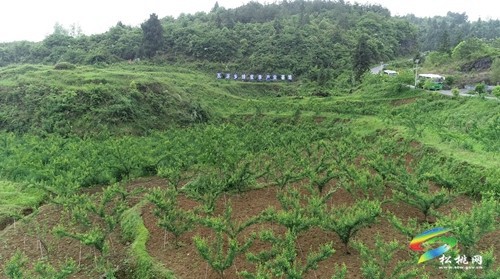 瓦溪鄉(xiāng)：特色產業(yè)助振興