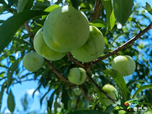 瓦溪鄉(xiāng)：特色產業(yè)助振興