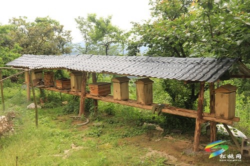 瓦溪鄉(xiāng)：特色產業(yè)助振興