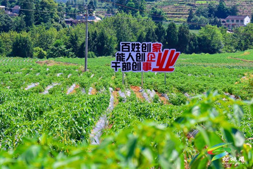 大路鎮(zhèn)：“四力驅(qū)動(dòng)”助推村級(jí)集體經(jīng)濟(jì)提質(zhì)增效