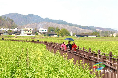 【奮進(jìn)的春天】春回大地 油菜花“金”艷綻放