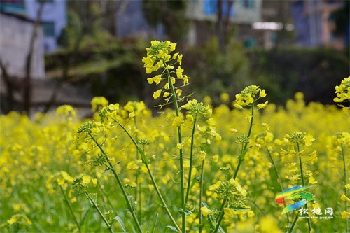 【奮進(jìn)的春天】春回大地 油菜花“金”艷綻放