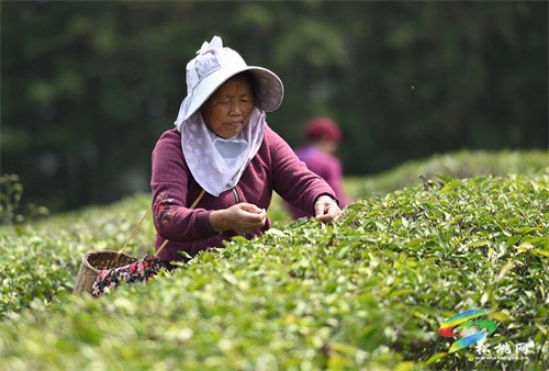 大路鎮(zhèn)：春茶飄香 茶園采摘忙