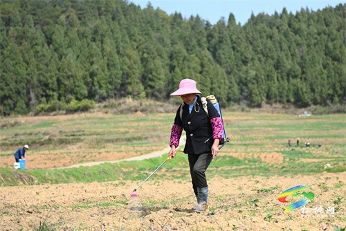 大路鎮(zhèn)后硐村：馬鈴薯管護(hù)忙