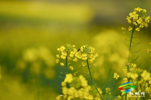 【多彩貴州·花漾中國】永安鄉(xiāng)：油菜花開美如畫