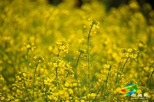 【多彩貴州·花漾中國】永安鄉(xiāng)：油菜花開美如畫