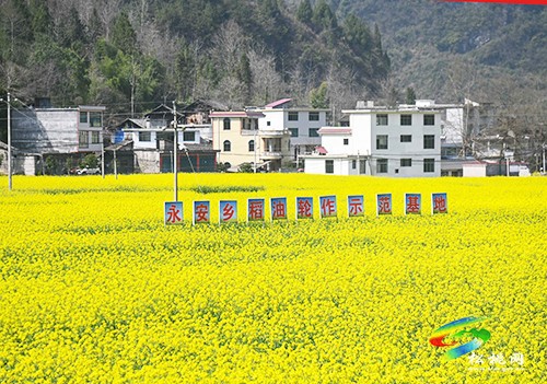 【多彩貴州·花漾中國】永安鄉(xiāng)：油菜花開美如畫
