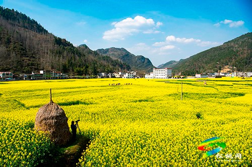 【多彩貴州·花漾中國】永安鄉(xiāng)：油菜花開美如畫