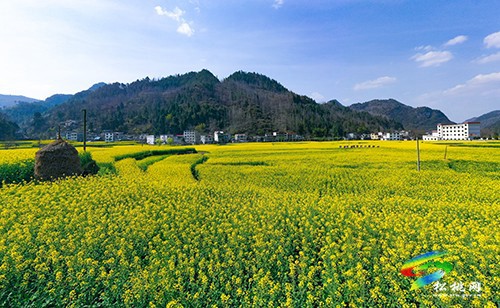 【多彩貴州·花漾中國】永安鄉(xiāng)：油菜花開美如畫