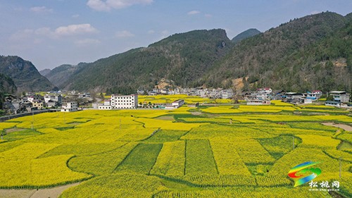 【多彩貴州·花漾中國】永安鄉(xiāng)：油菜花開美如畫
