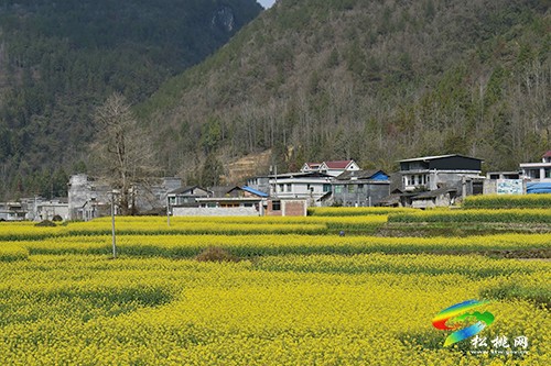 【多彩貴州·花漾中國】永安鄉(xiāng)：油菜花開美如畫