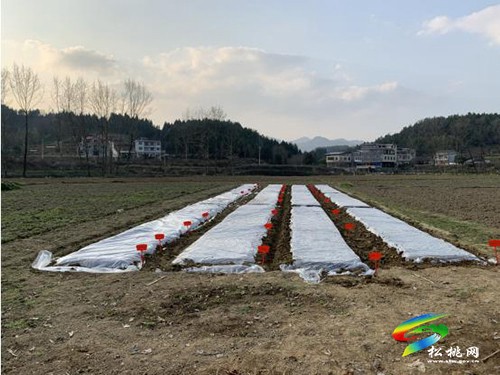 松桃：春日好時(shí)光玉米生產(chǎn)忙