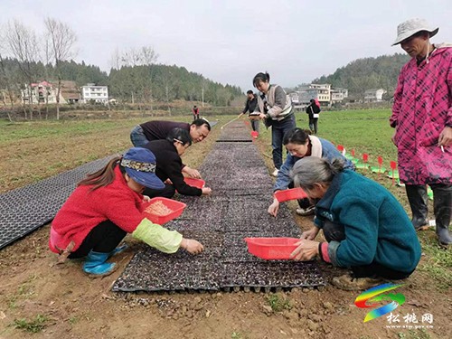 松桃：春日好時(shí)光玉米生產(chǎn)忙