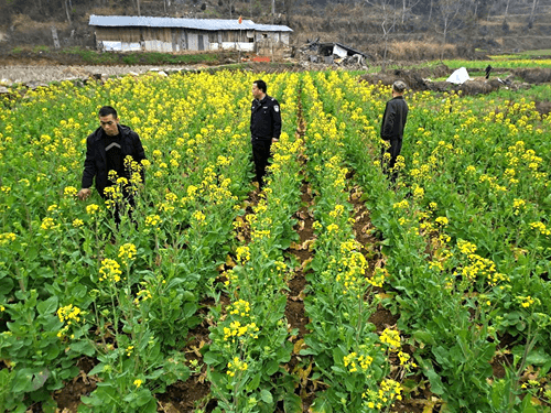 盤信鎮(zhèn)開展2023年禁種鏟毒踏查工作
