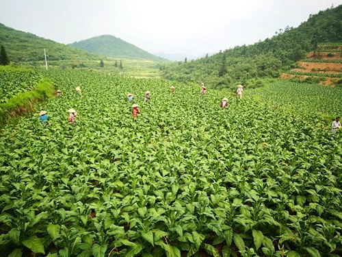 松桃：多措并舉緊抓產(chǎn)業(yè)振興促增收