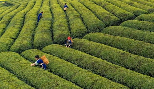 松桃：三月春光好春茶采摘忙