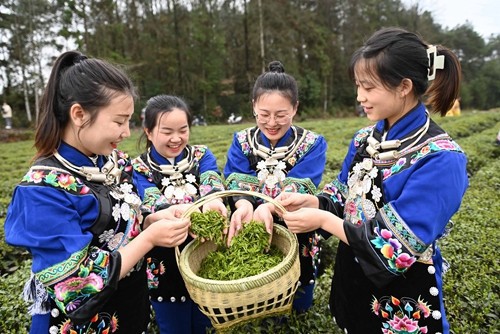 松桃：三月春光好春茶采摘忙