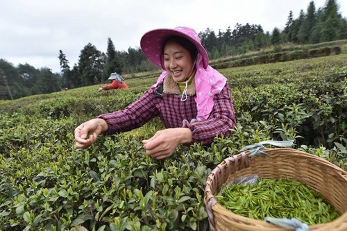 松桃：三月春光好春茶采摘忙