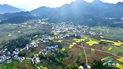 茶香沁人心 研學促成長