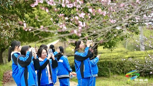 茶香沁人心 研學促成長