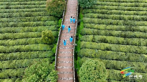 茶香沁人心 研學促成長
