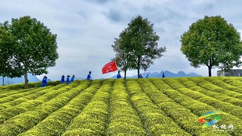 茶香沁人心 研學促成長