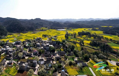 松桃長坪鄉(xiāng)：油菜花、梨花進(jìn)入最佳賞花期，一起去邂逅春天~