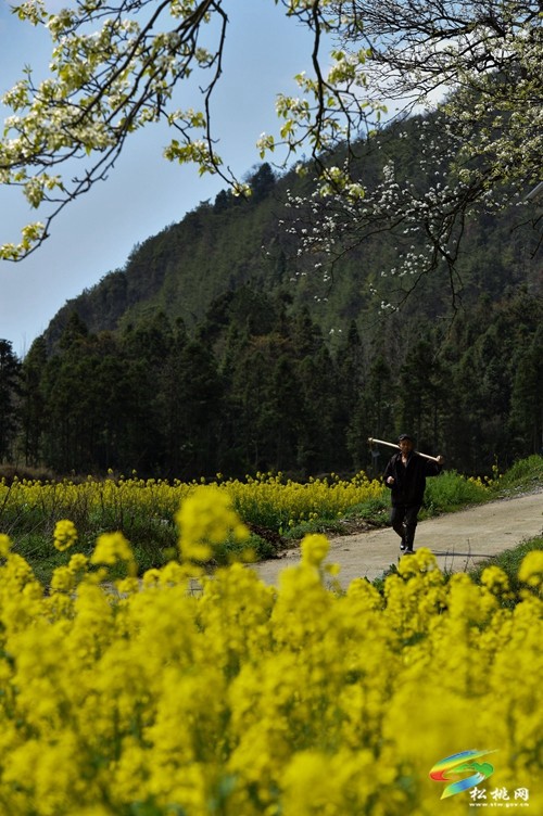 松桃長坪鄉(xiāng)：油菜花、梨花進(jìn)入最佳賞花期，一起去邂逅春天~
