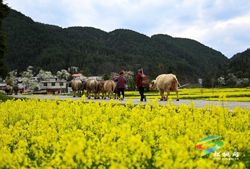 松桃長坪鄉(xiāng)：油菜花、梨花進(jìn)入最佳賞花期，一起去邂逅春天~