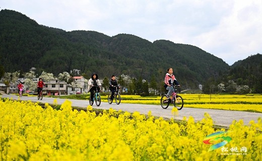 松桃長坪鄉(xiāng)：油菜花、梨花進(jìn)入最佳賞花期，一起去邂逅春天~
