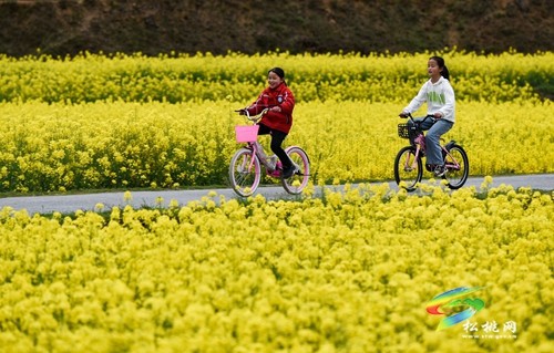 松桃長坪鄉(xiāng)：油菜花、梨花進(jìn)入最佳賞花期，一起去邂逅春天~