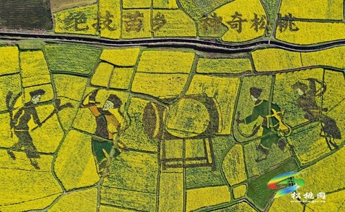 松桃長坪鄉(xiāng)：油菜花、梨花進(jìn)入最佳賞花期，一起去邂逅春天~