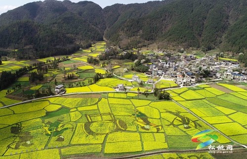 松桃長坪鄉(xiāng)：油菜花、梨花進(jìn)入最佳賞花期，一起去邂逅春天~