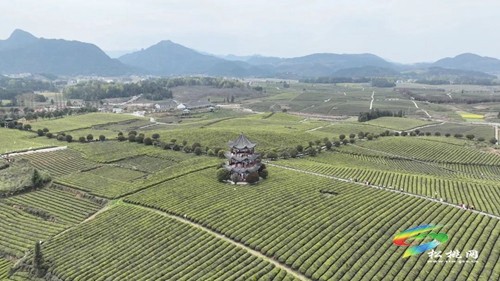 以茶為媒 以茶會友——普覺鎮(zhèn)第三屆采茶節(jié)火熱舉辦