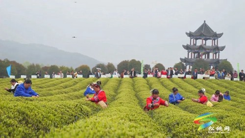 以茶為媒 以茶會友——普覺鎮(zhèn)第三屆采茶節(jié)火熱舉辦