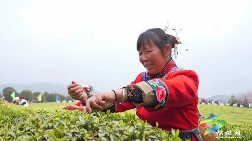 以茶為媒 以茶會友——普覺鎮(zhèn)第三屆采茶節(jié)火熱舉辦