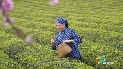 以茶為媒 以茶會友——普覺鎮(zhèn)第三屆采茶節(jié)火熱舉辦