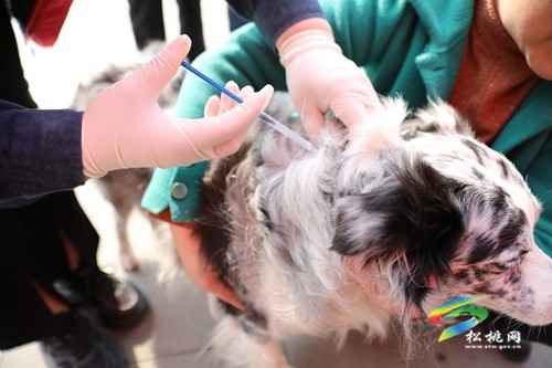 松桃：舉辦動物狂犬疫苗免費接種公益活動