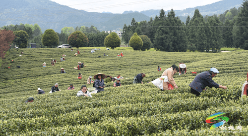 春茶采摘正當時?茶旅一體促振興 ——松桃19萬畝春茶進入采摘高峰期