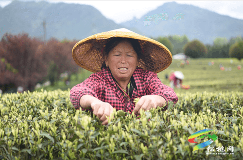 春茶采摘正當時?茶旅一體促振興 ——松桃19萬畝春茶進入采摘高峰期