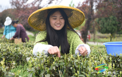 春茶采摘正當時?茶旅一體促振興 ——松桃19萬畝春茶進入采摘高峰期
