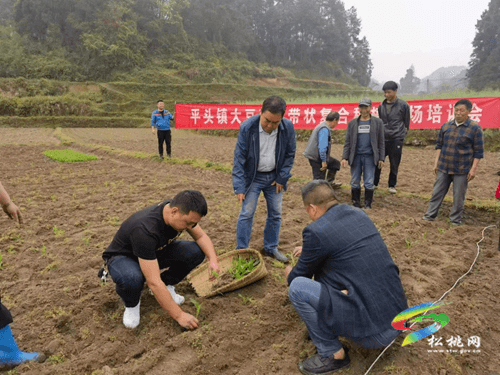 平頭鎮(zhèn)召開玉米大豆復(fù)合種植現(xiàn)場(chǎng)培訓(xùn)會(huì)