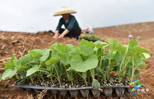 正大鎮(zhèn)：谷雨時(shí)節(jié) 南瓜移栽忙