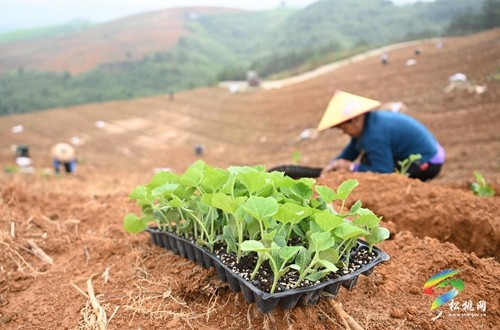 正大鎮(zhèn)：谷雨時(shí)節(jié) 南瓜移栽忙