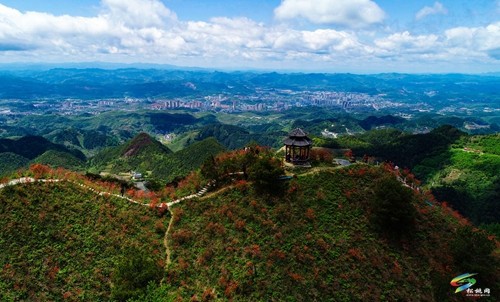 松桃：飛靈山上紅艷艷 朵朵花開(kāi)引客來(lái)