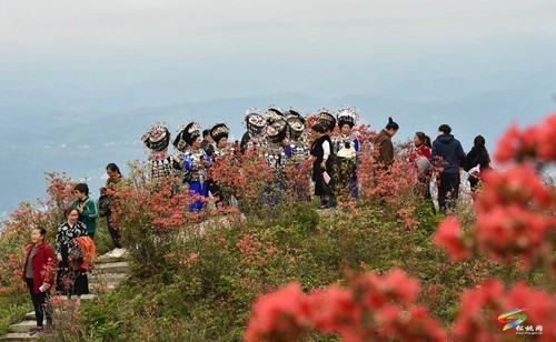 松桃：飛靈山上紅艷艷 朵朵花開(kāi)引客來(lái)