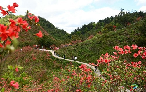 松桃：飛靈山上紅艷艷 朵朵花開(kāi)引客來(lái)