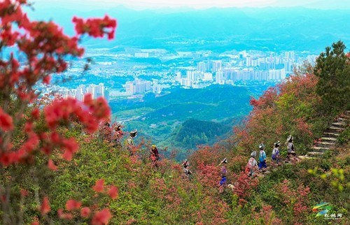 松桃：飛靈山上紅艷艷 朵朵花開(kāi)引客來(lái)