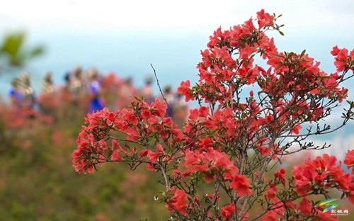 松桃：飛靈山上紅艷艷 朵朵花開(kāi)引客來(lái)