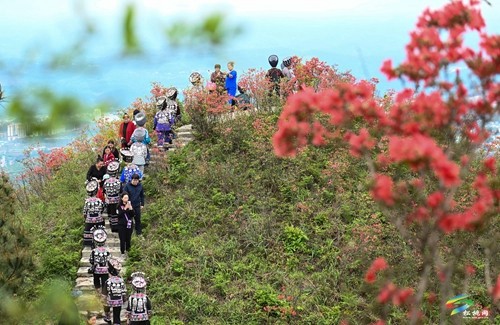 松桃：飛靈山上紅艷艷 朵朵花開(kāi)引客來(lái)